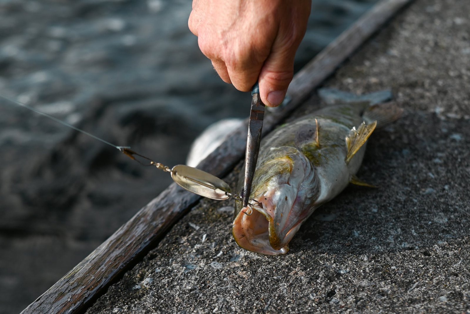 a close up shot of a person removing a fish hook from the mouth of the fish